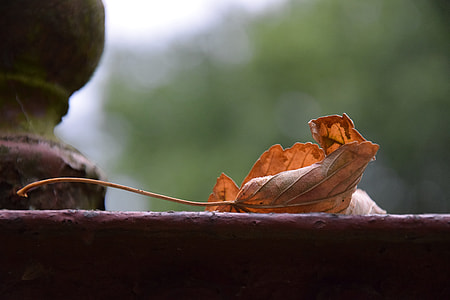 dried leaf thumbnail