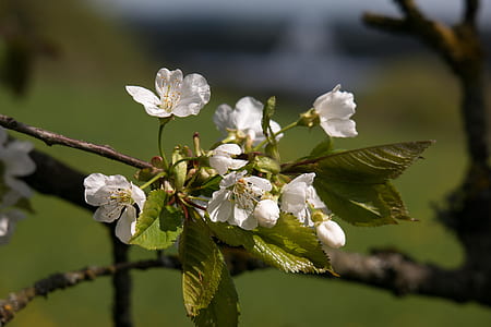 close-up photo of white petaled flowers thumbnail