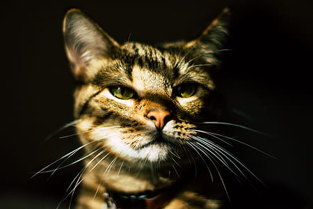 cat photo with black background thumbnail