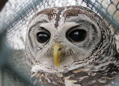 close-up photo of grey and white owl thumbnail