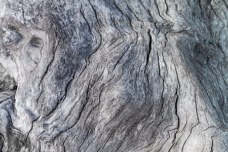 tree bark thumbnail
