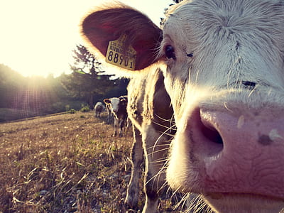 closeup photo cow head thumbnail