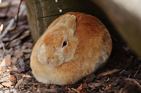 brown rabbit thumbnail