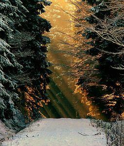 white snow between green leaf trees during daytime thumbnail