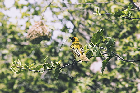 selective focus photography of yellow and black bird perching on plant thumbnail