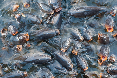 shoal of catfish on body of water thumbnail