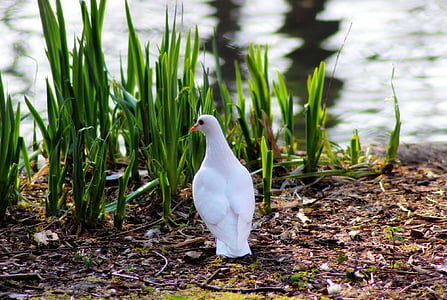 white pigeon near body of water thumbnail