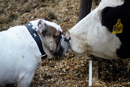 adult tan and white English bulldog kissing the cattle thumbnail