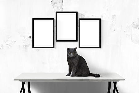 black cat on console table under three photo frames thumbnail