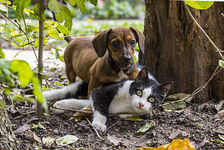 brown dachshund puppy playing with black and white cat beside tree thumbnail