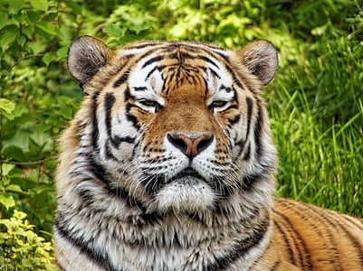 tiger standing near grass thumbnail