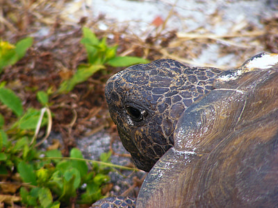 Gopher Tortoise, Gopherus Polyphemus thumbnail