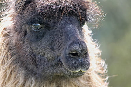 tilt shift lens photography of Llama thumbnail