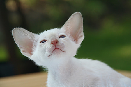 short-fur white kitten thumbnail