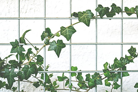 green vines on gray metal fence thumbnail