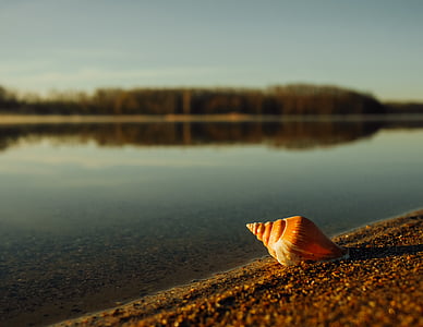 seashell near body of water thumbnail