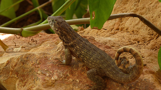 gecko near the green leaf plant thumbnail