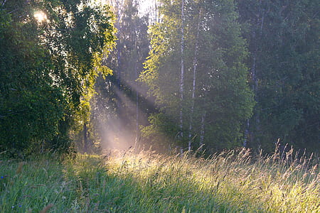 green grass field thumbnail