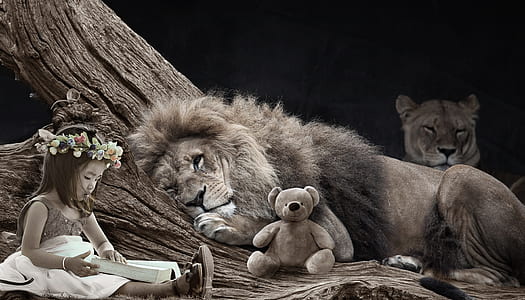 grayscale photography of lion beside teddy bear and girl reading book thumbnail