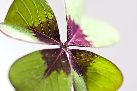 green leaf shallow focus photo thumbnail