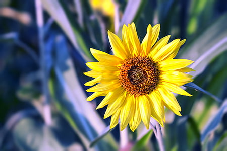 selective focus photography of yellow sunflower at daytime thumbnail