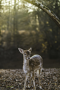 selective focus photography of brown deer standing on forest during daytime thumbnail