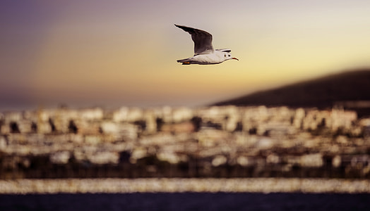 white seagull above body of water thumbnail