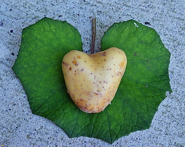 heart-shaped brown vegetable on top of green leaf thumbnail