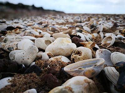 Seashell And White Stones On Seashore thumbnail