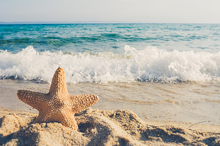 brown starfish beside seashore during day time thumbnail
