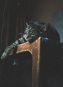 silver tabby cat lying on chair thumbnail
