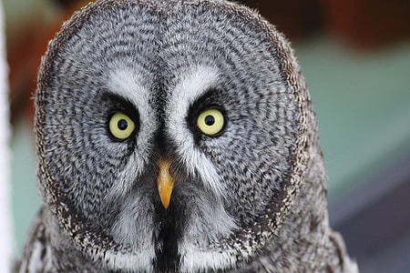close up photography of owl thumbnail