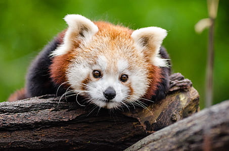 Red Panda on Brown Tree Trunk thumbnail