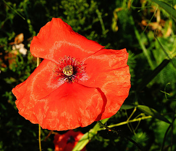 macro shot of orange flower thumbnail