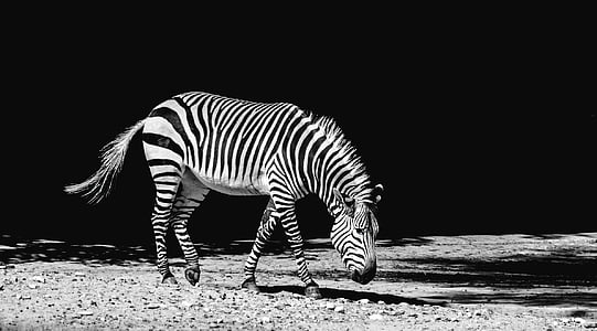 zebra on field thumbnail