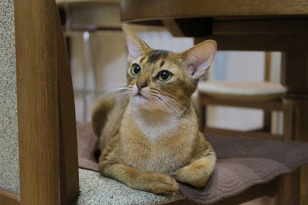 Kittens, Abyssinian Cat thumbnail