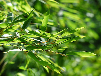 shallow focus photography of green leaves thumbnail