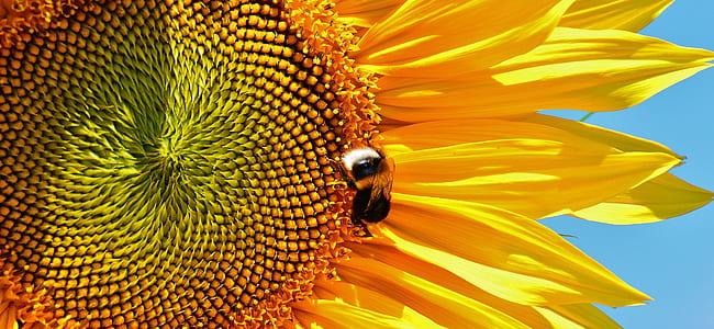 sunny, plant, flower, bee thumbnail