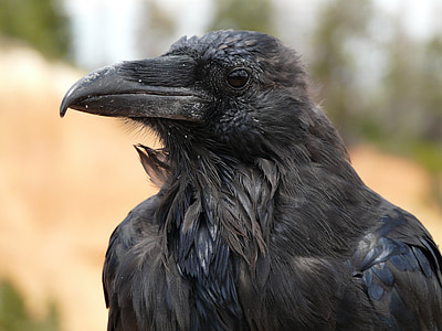 black raven in selective focus photography thumbnail