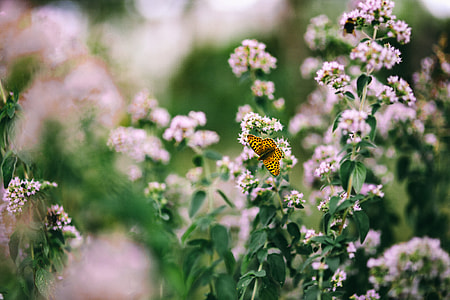 Flowers, fruits and vegetables in the garden thumbnail