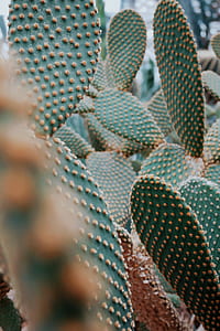 green cacti thumbnail