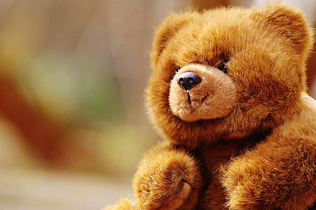 brown bear plush toy thumbnail