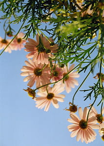 low angle photography of pink flowers under blue skies thumbnail