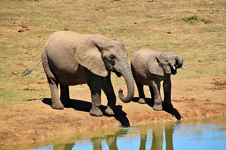 two grey elephants on lake thumbnail