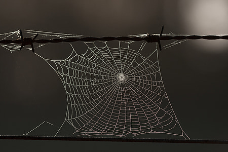 spider web thumbnail