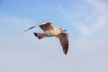 Photo of White Seagull Flying Under Blue Sky thumbnail