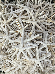 pile of star fish thumbnail