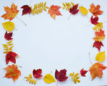 assorted leaves thumbnail