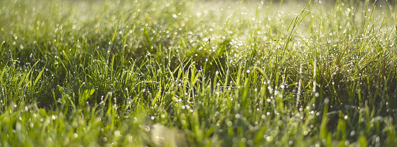 selective focus photo of grass thumbnail