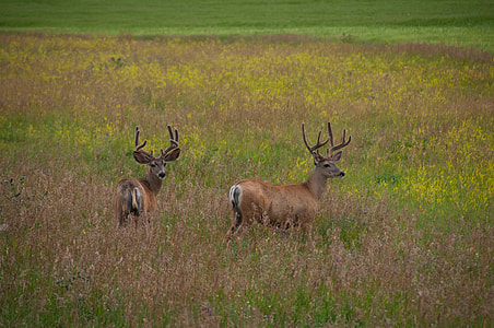 two brown deer on brown and green field during daytime thumbnail